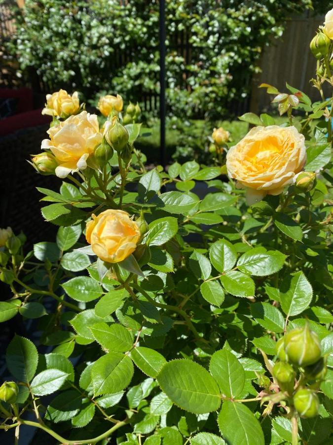 Summer Solstice Bed & Breakfast Niagara-on-the-Lake Exteriör bild